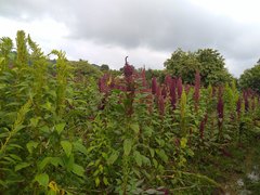 Amaranthus hypochondriacus