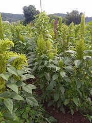 Amaranthus hypochondriacus