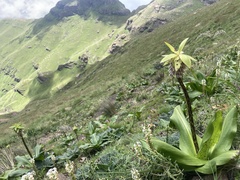 Eucomis bicolor