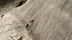 Pseudomyrmex lynceus