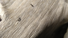 Pseudomyrmex lynceus