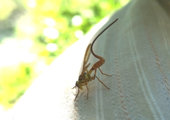 Toxotrypana curvicauda