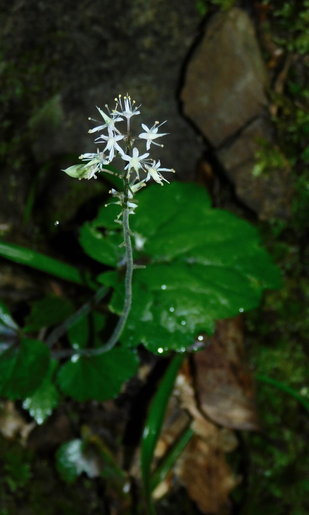 Tiarella cordifolia, North Carolina, US