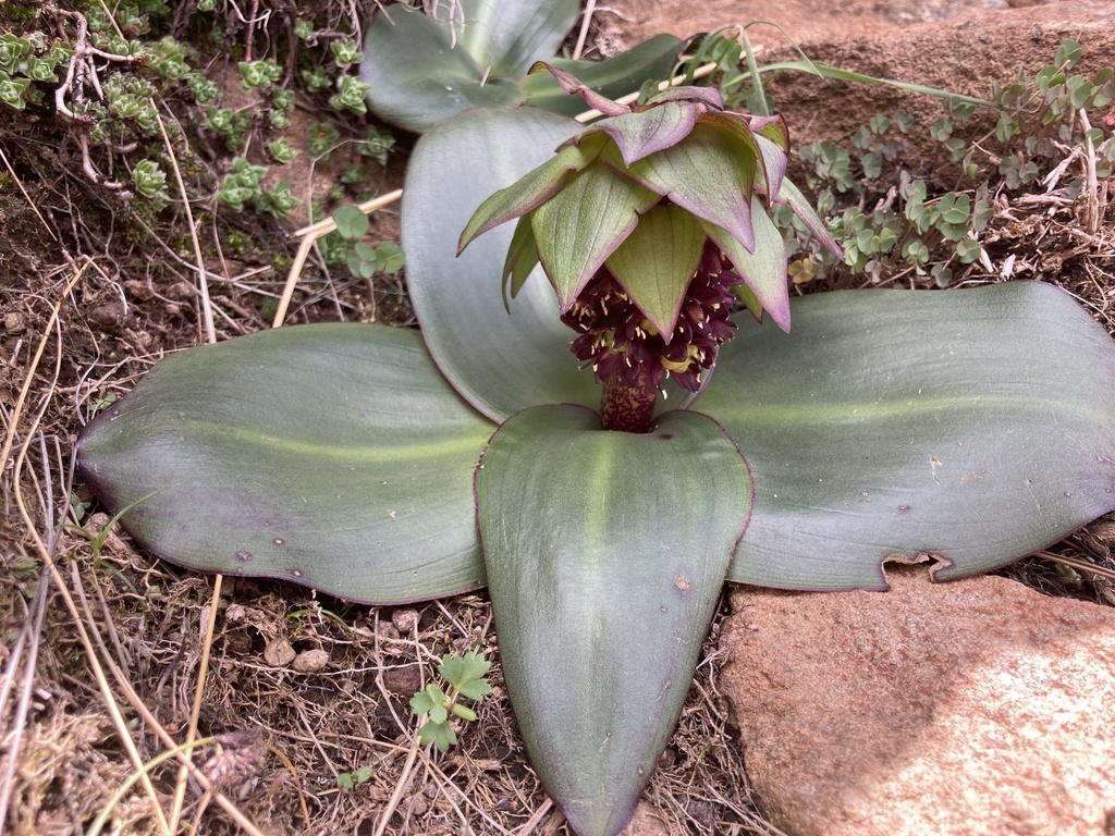 Eucomis schijffii, Chain Ladder, Qwa-Qwa, FS, ZA