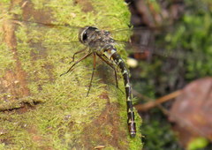 Gomphaeschna antilope