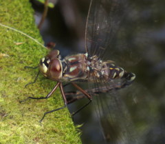 Gomphaeschna antilope