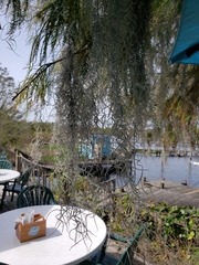 Tillandsia usneoides