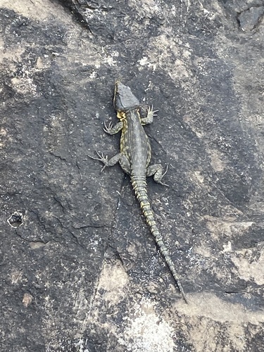 Drakensberg Crag Lizard