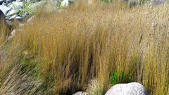 Juncus procerus