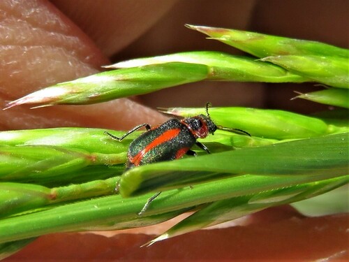 Striped Collops photo 5
