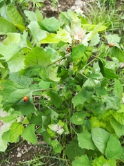 Coccinella septempunctata