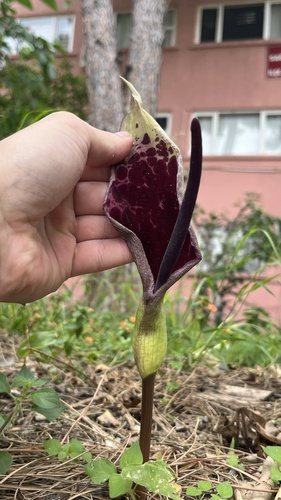Arum dioscoridis (Arum dioscoridis)