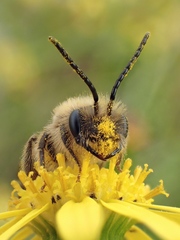 Andrena scotica