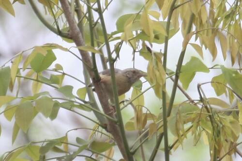 Red-faced Crombec (Sylvietta whytii), photo 7