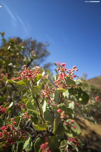 Rhus lentii, photograph 2