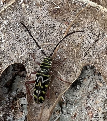 painted hickory borer