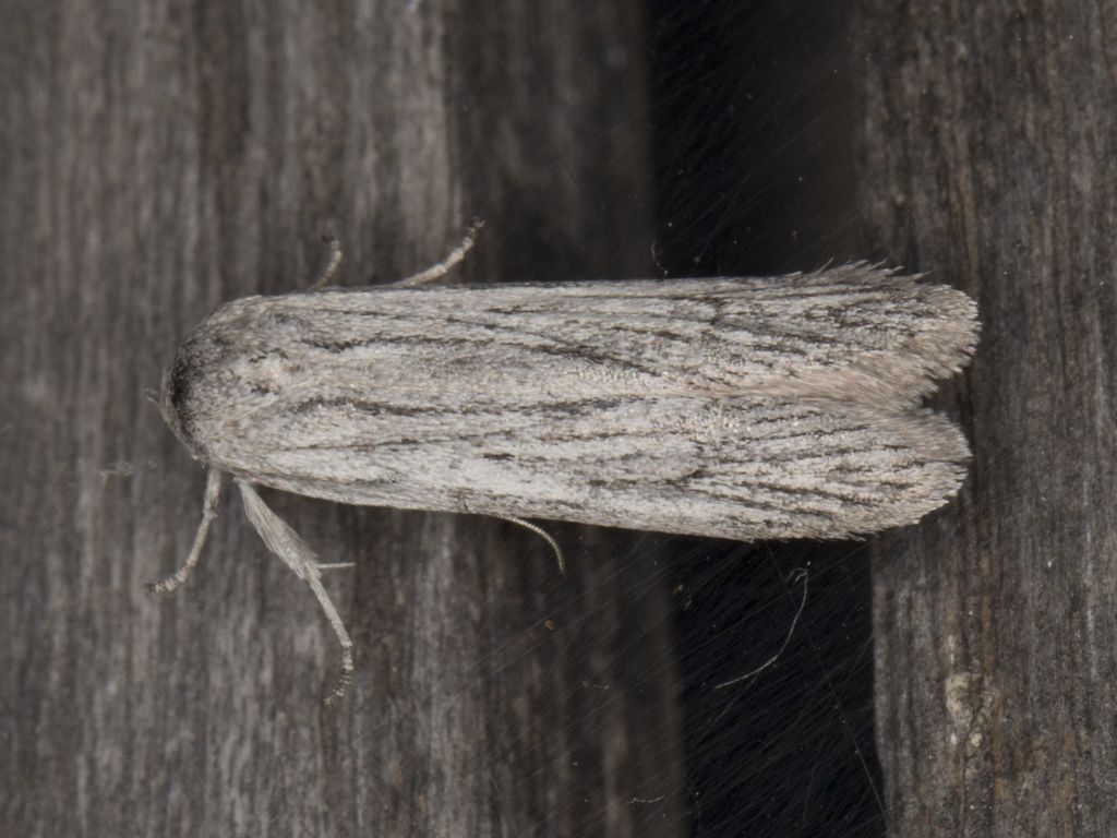Holcocera gigantella