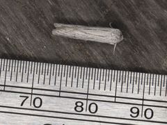 Holcocera gigantella