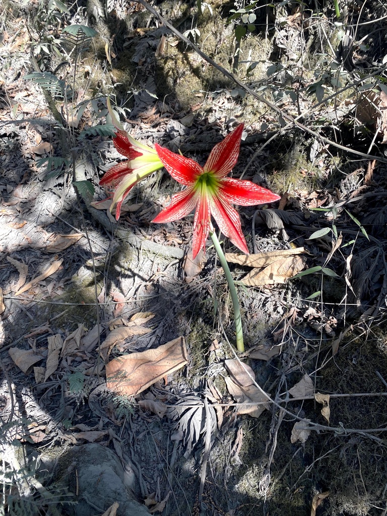 Hippeastrum lapacense