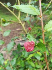 Tetraneura