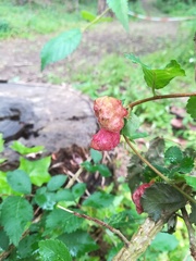 Tetraneura