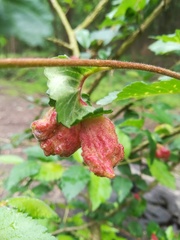 Tetraneura