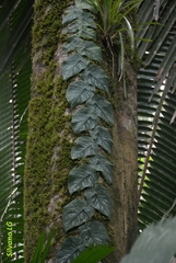 Monstera dubia
