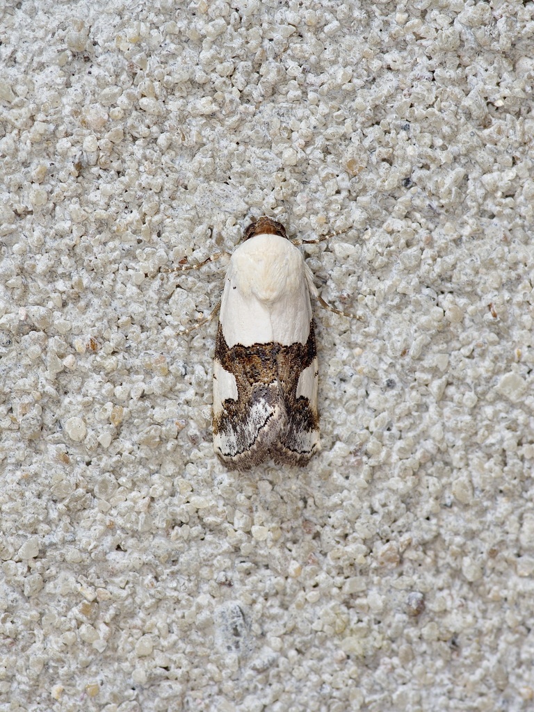 Sympistis toddi