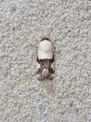 Sympistis toddi