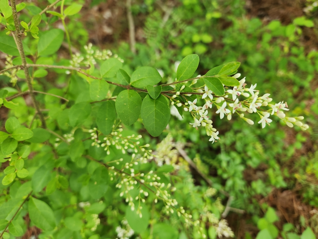 privets from CarpenterFletcher, Durham, NC 27713, USA on April 26
