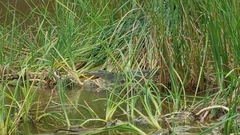 Crocodylus acutus