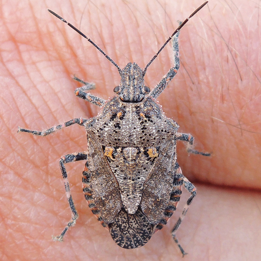 fourhumped stink bug