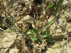 Cichorieae