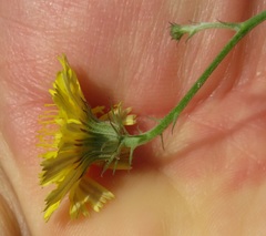Cichorieae