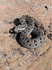 Mountain Adder photo 5