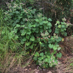 Pelargonium papilionaceum