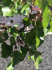 Pyrus calleryana
