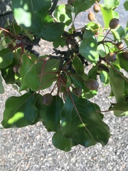 Pyrus calleryana