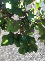 Pyrus calleryana