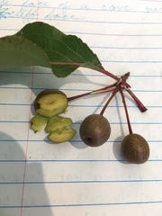 Pyrus calleryana