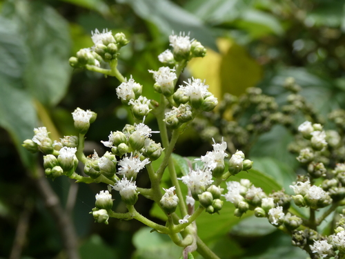 Clibadium erosum