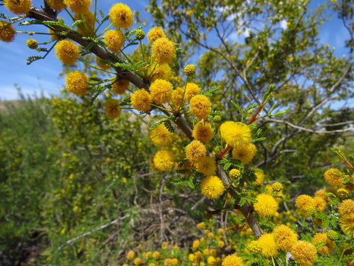 Image of Vachellia vernicosa by (c) Annika Lindqvist, some rights reserved (CC BY)