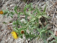 Asteraceae