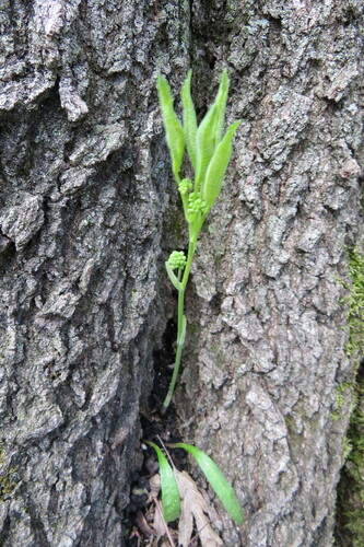 Image of Smilax ecirrhata by (c) Howard Williams, some rights reserved (CC BY-SA)