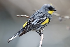 Yellow-Rumped Warbler photo 3