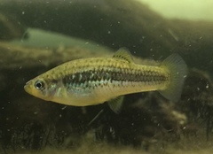 Crescent Gambusia photo 2