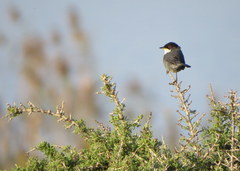 Curruca melanocephala