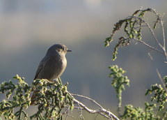 Phoenicurus ochruros