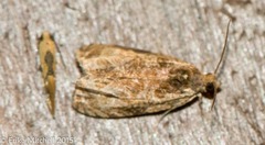 Olethreutes permundana