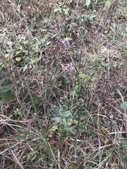 Symphyotrichum laeve concinnum